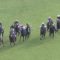 【競馬/マイルCS】1人気惨敗のイスラボニータ、ルメール「不利を受けたのが痛かった。あれなければ勝てた。」