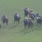 【競馬】エイシンティンクル追い込んできてて草