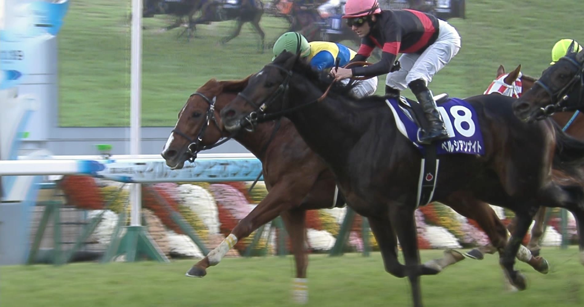 【競馬/マイルCS】ペルシアンナイト買えたやつ買い要素教えろ・・