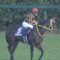 【競馬】モズスーパーフレア強すぎワロタｗｗｗｗｗｗｗｗｗｗｗｗｗｗ