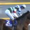 【競馬】京都記念がレイちゃまとクロちゃんで決まりそうなんだが