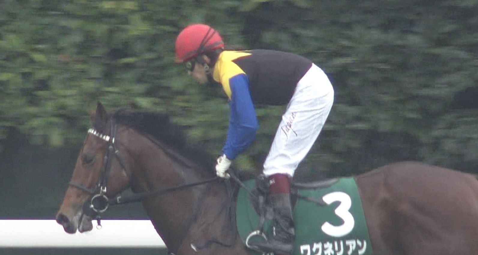【競馬/2歳新馬】ヴェロックス強すぎワロタｗｗｗｗジャスタウェイ産駒の金子馬のバケモノ爆誕ｗｗｗ