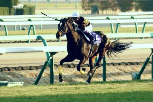 【競馬】キタサンブラックのGⅠ7勝とコパノリッキーのGⅠ11勝ってどっちがすごいの？