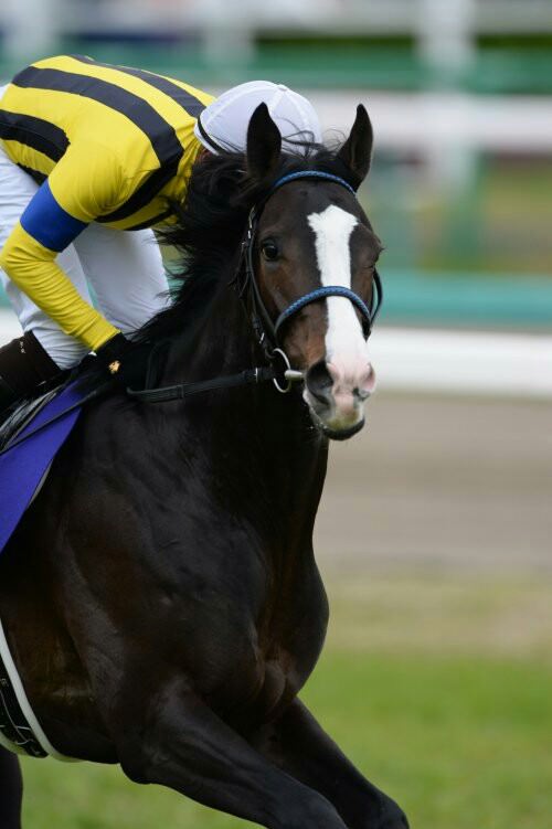 【競馬/阪神C】ラストランで有終の美。イスラボニータにかけてあげたい言葉