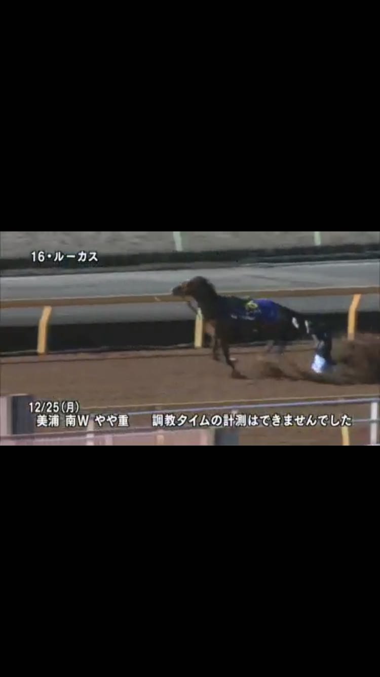 【競馬/ホープフルS】出走回避検討の原因になったルーカスの調教映像ワロタ