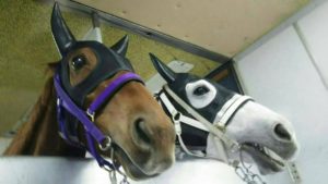 【競馬】スマートレイアーとレッツゴードンキが香港からの帰りの飛行機の中でイチャついてる件