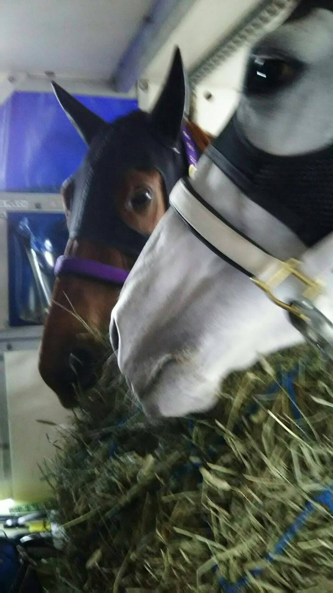 【競馬】スマートレイアーとレッツゴードンキが香港からの帰りの飛行機の中でイチャついてる件