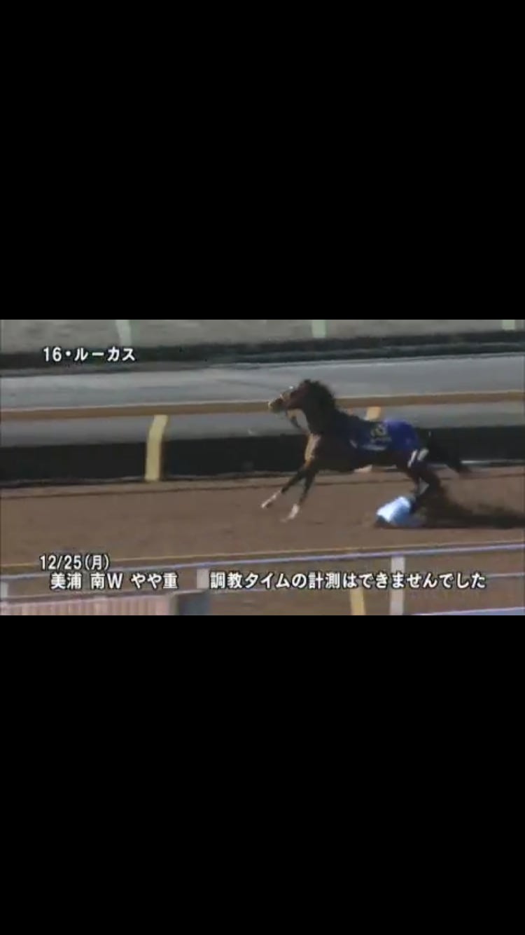 【競馬/ホープフルS】出走回避検討の原因になったルーカスの調教映像ワロタ