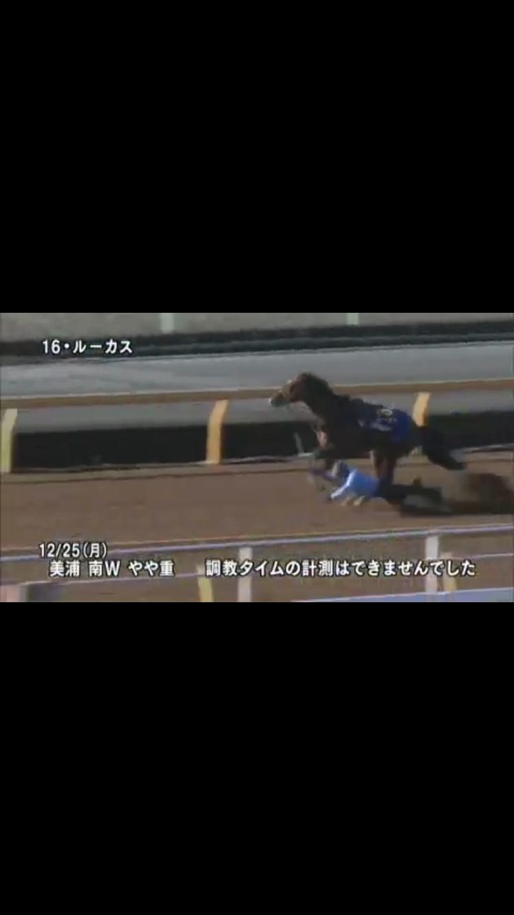 【競馬/ホープフルS】出走回避検討の原因になったルーカスの調教映像ワロタ