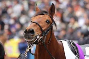 【競馬】ディサイファって何でジャパンカップに出たの? 【競馬】ディサイファって何でジャパンカップに出たの?
