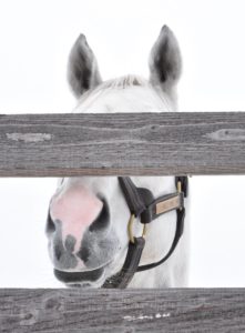 【競馬】ゴールドシップ容疑者（牡８歳）【画像あり】
