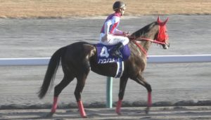 【競馬/フェブラリーS】ノンコノユメの出遅れに一言お願いします