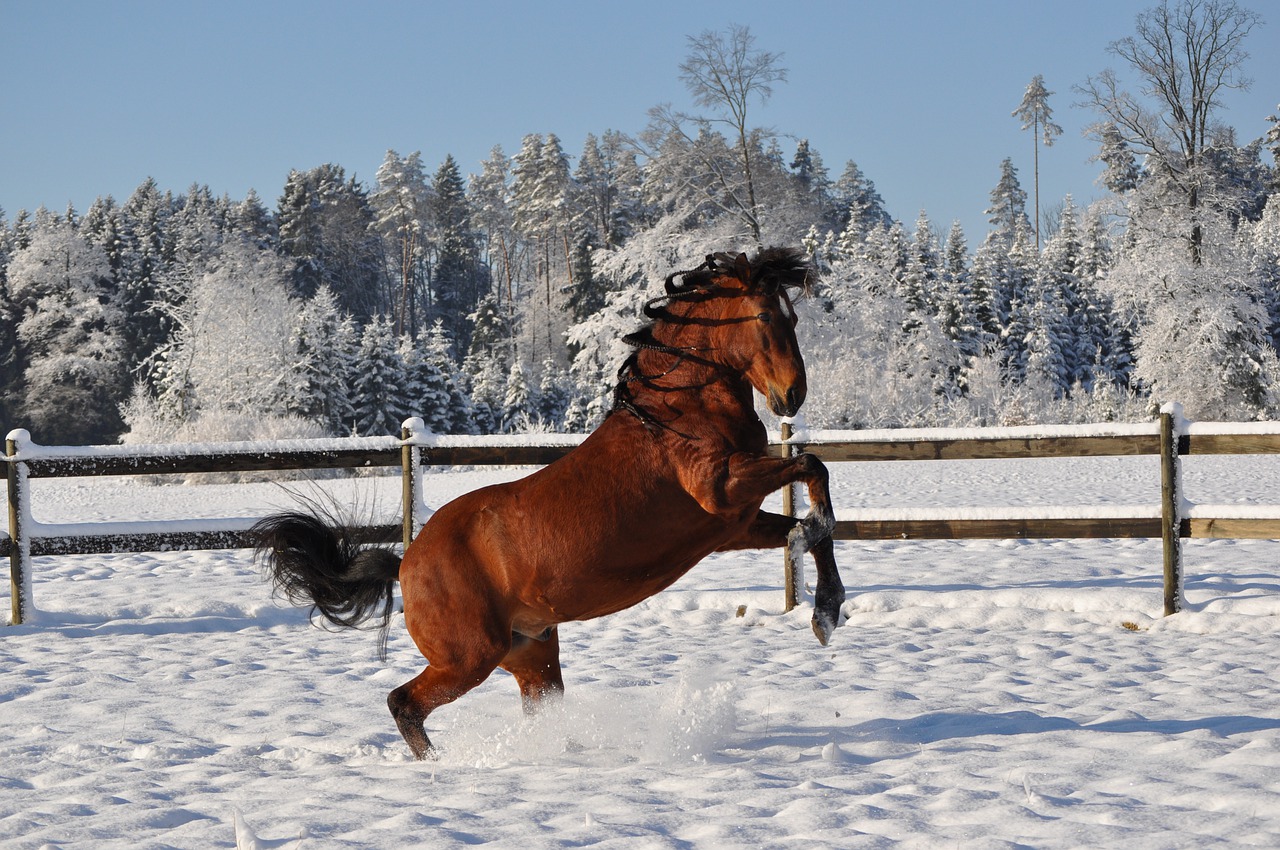 【競馬板】あしたあさって大雪だけどお前ら仕事から帰る方法どうすんの