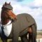 【競馬】帰国したモーリスの防寒着姿がかわいいと話題に