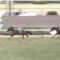 【競馬/シルクロードS】1着ファインニードル → アドマイヤムーン産駒ワンツースリーｗｗｗｗ