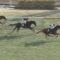 【競馬】奨励金1号ハッピーグリン　香港G1挑戦!チャンピオンズ＆チャターCに登録