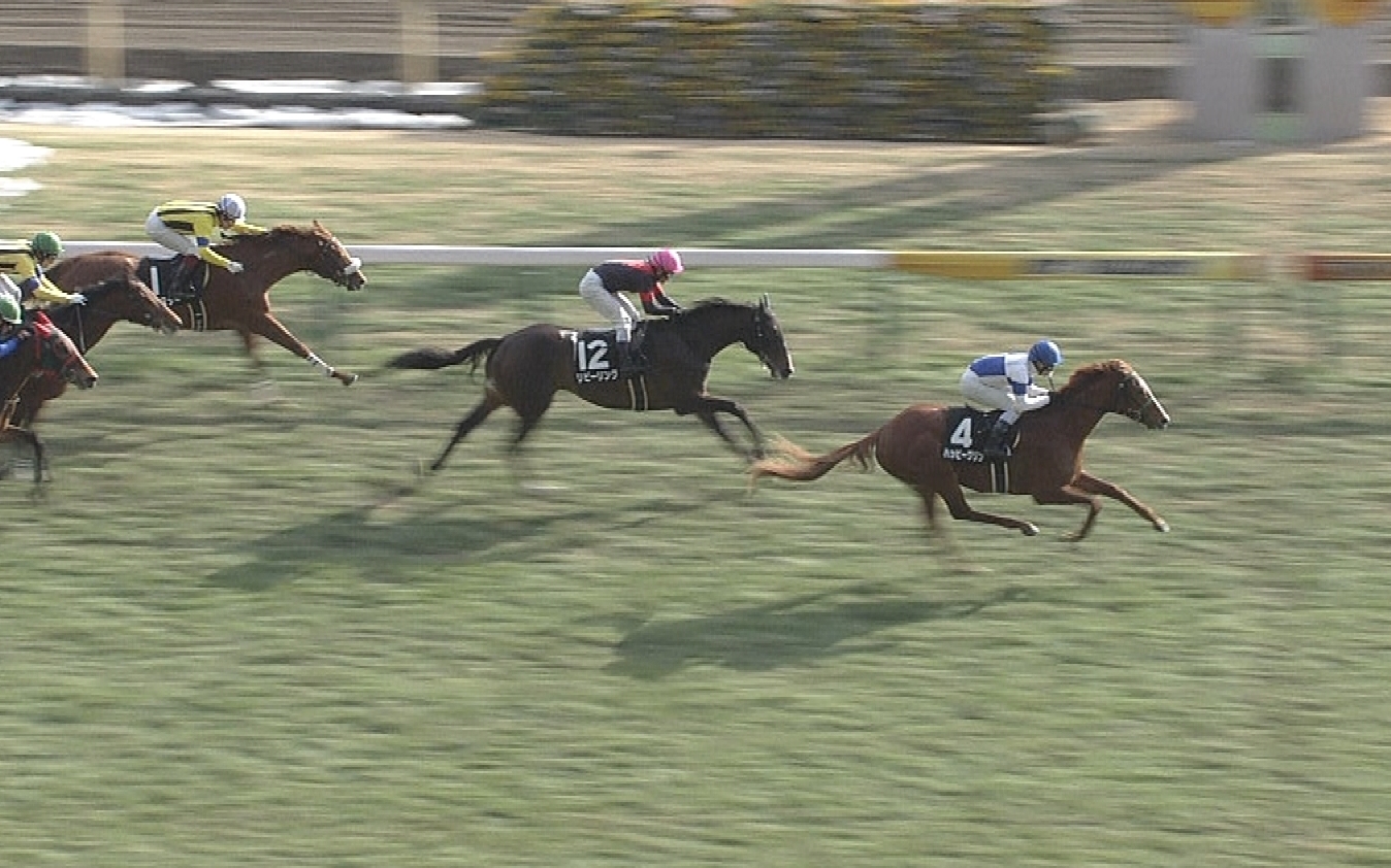 【競馬/富士S】富士ステークスはハッピーグリンが大穴開ける