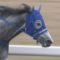【競馬/平安S】テイエムジンソクの次の騎手 →武豊待望論