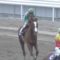 【競馬/フェブラリーS】ノボバカラとニシケンモノノフが逃げ宣言！！