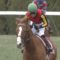 【競馬】春天3着パフォーマプロミス骨折