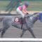 【競馬/フェブラリーS】テイエムジンソク鞍上の古川吉洋　東京ダート成績 0-1-0-51