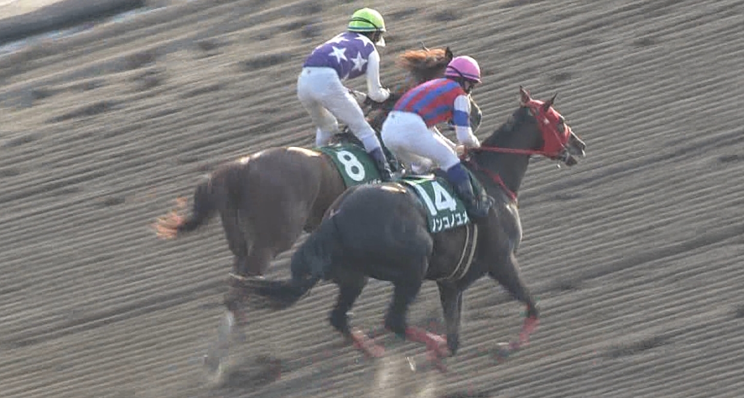 【競馬/フェブラリーS】ここでノンコノユメ買ってしまうような人のことを養分と呼ぶ
