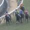 【競馬/若駒S】期待のディープ2頭惨敗ｗｗｗ フォックスクリーク5着・スーパーフェザー6着