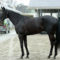 【競馬/共同通信杯】12頭枠順確定！大注目グレイルは大外8枠12番。堀厩舎の期待馬サトノソルタスは1枠1番