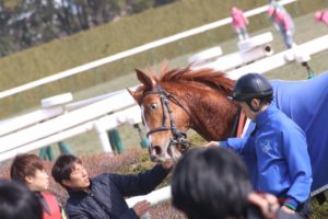 【競馬】[画像] 池添を見るオルフェの妹デルニエオールが相変わらず目付きがヤバすぎるｗｗｗｗｗｗ