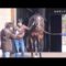 【競馬】種牡馬オルフェーヴルの紹介コメントが苦しすぎる「今年は若干種付け料を下げまして500万円で えぇ…」