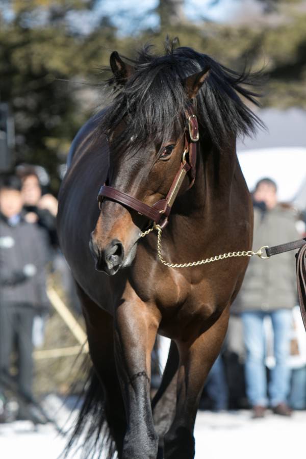 【競馬】キタサンブラックはファンに大人気 ドゥラメンテは生産者に大人気
