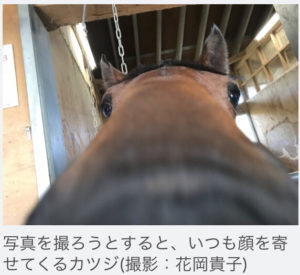【競馬/きさらぎ賞】[画像] カツジかわいい