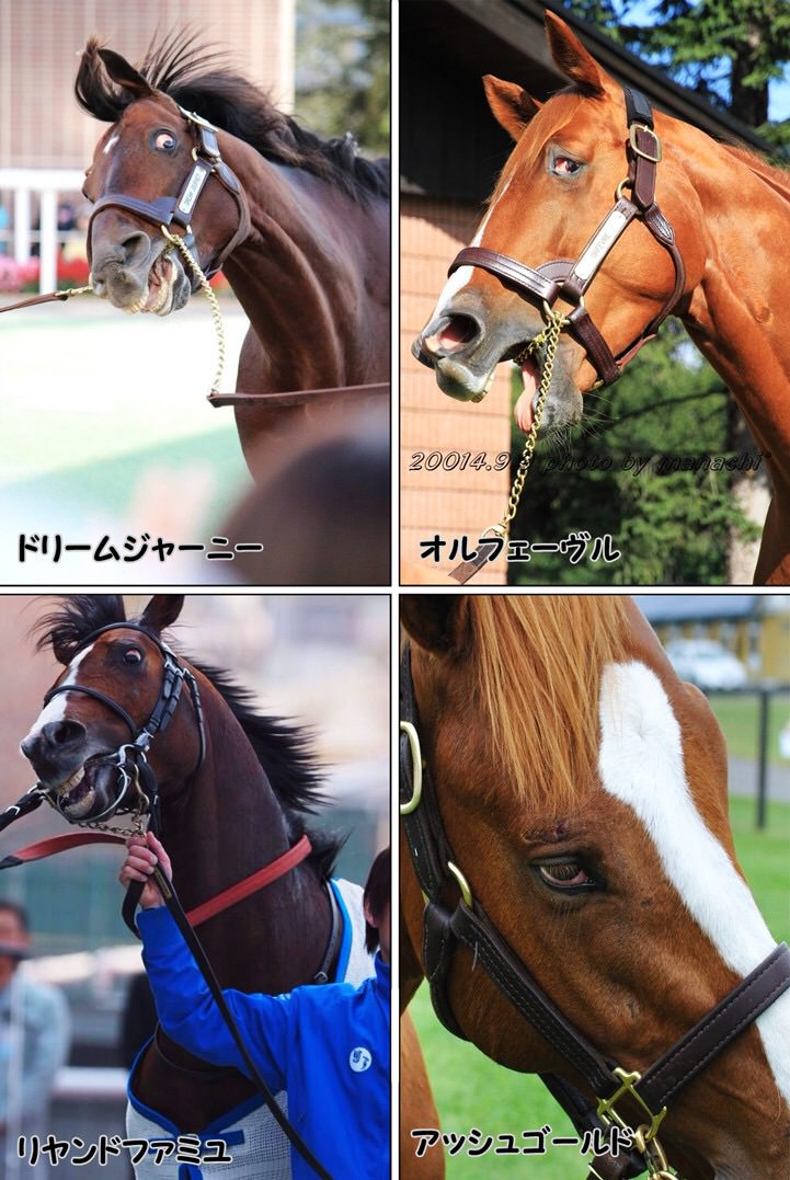 【競馬】[画像] 池添を見るオルフェの妹デルニエオールが相変わらず目付きがヤバすぎるｗｗｗｗｗｗ