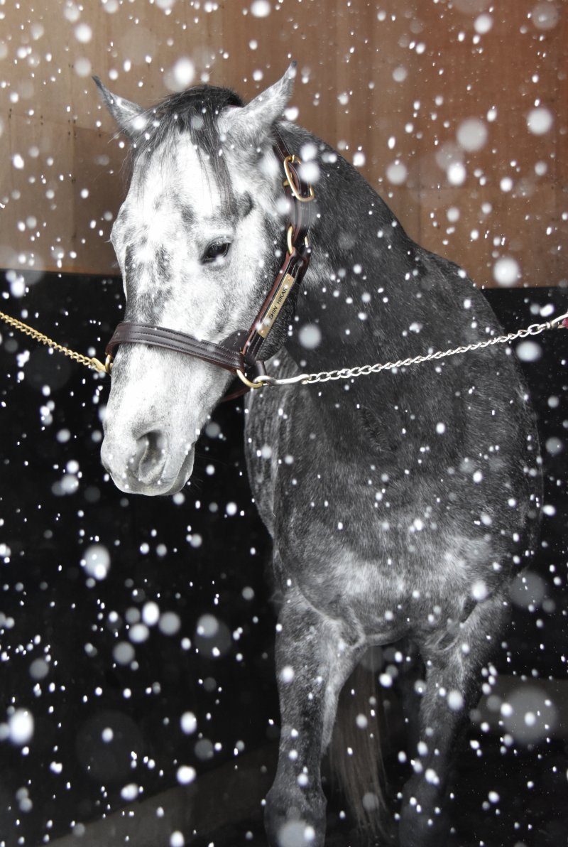 【競馬】[画像] なぜ生産者はエイシンヒカリを最初から芦毛と判別できたの？3歳時→現在