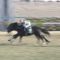 【競馬】きさらぎ賞優勝のサトノフェイバーが右前じん帯炎症で春全休