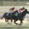 【競馬/クイーンC】ブエナビスタが繁殖失敗した件について