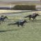 【競馬/クイーンC】テトラドラクマ逃げて完勝・・日本人騎手で田辺だけ飛び抜けて上手いよな