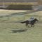 【競馬/毎日杯】ブラストワンピース強すぎワロタwwwww