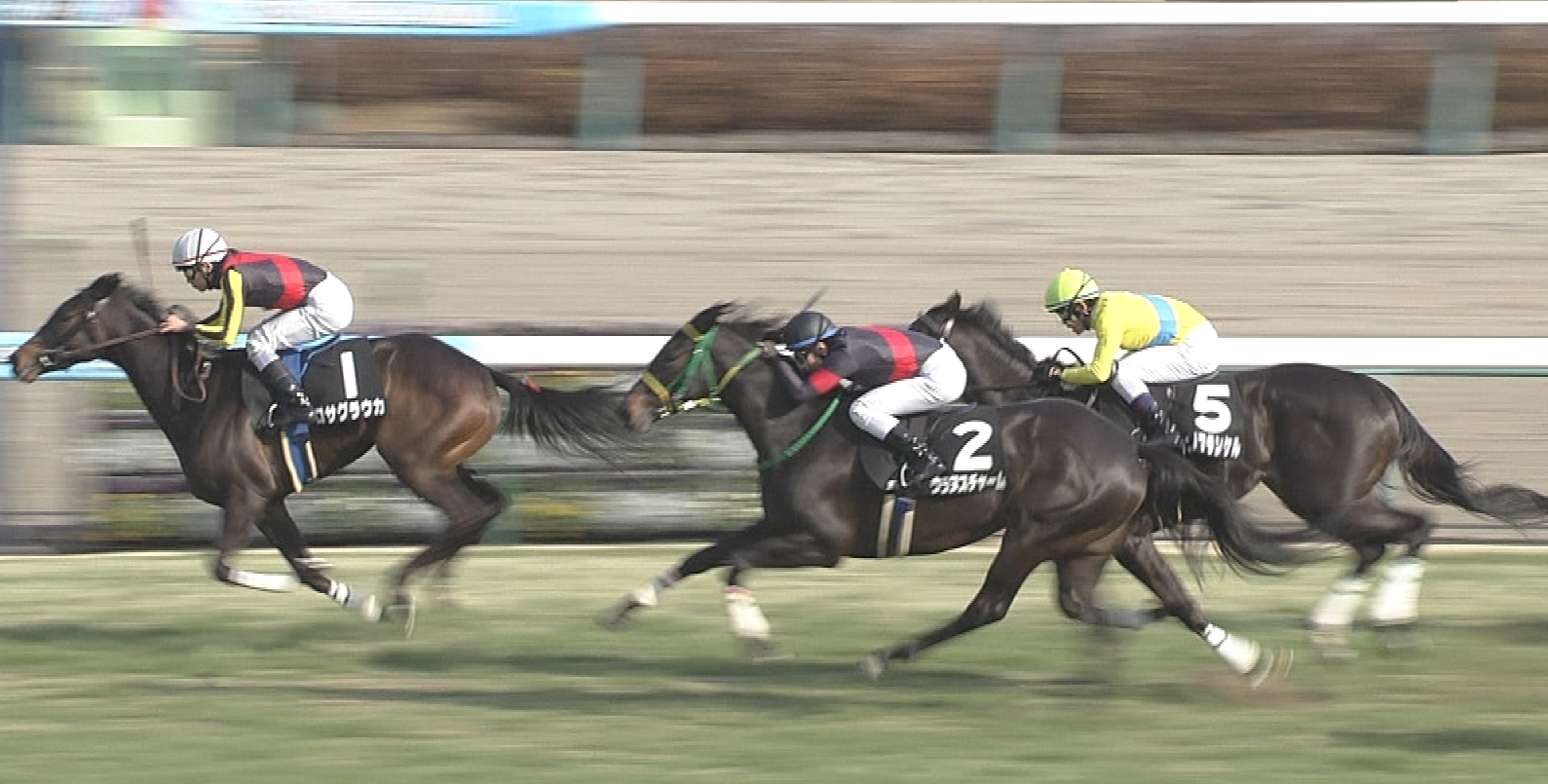 【競馬/中山金杯】タニノフランケル強すぎワロタwｗｗｗｗｗｗｗｗｗｗｗ