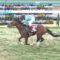 【競馬/スプリングS】ルーカス デムーロ騎手｢悲しい。メンタルなのか…よくわかりません」