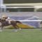 【競馬・大阪杯】ラッキーライラック覚醒 （2-2-0-0）　大阪杯、エリザベス女王杯、香港ヴァーズ2着、中山記念2着