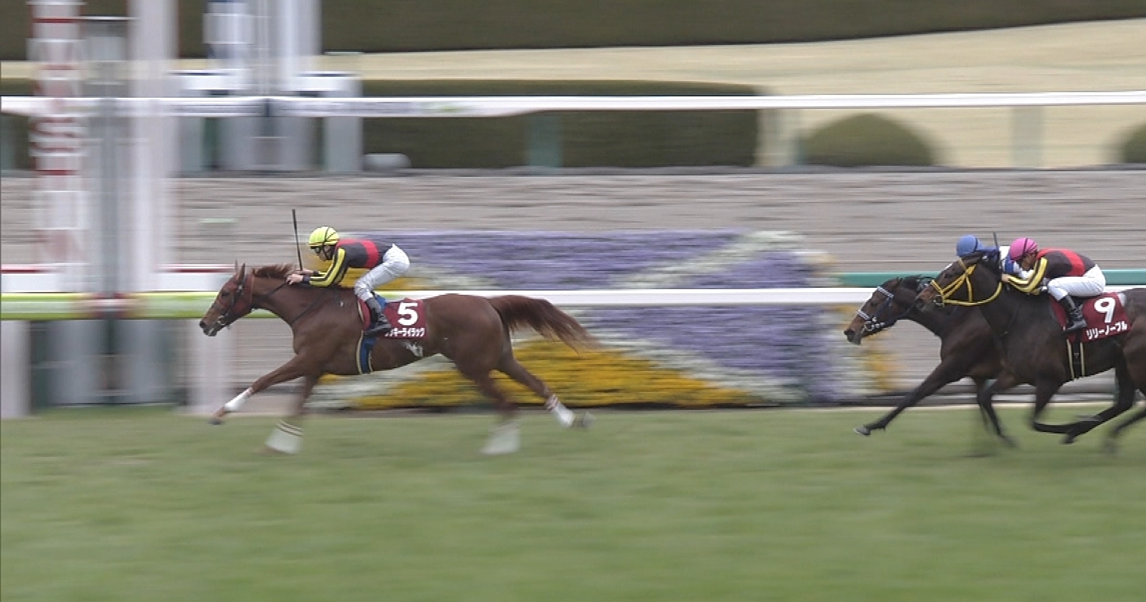 【競馬/桜花賞】ラッキーライラックさん、心肺機能も高い