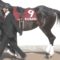 【競馬/弥生賞】[画像] ダノンプレミアムの尻に変な模様が…