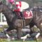 【競馬】ダノンプレミアムさん入厩！！京都記念使って天皇賞春か！！？