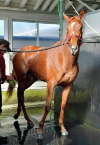 【競馬/桜花賞】大本命に隙なしラッキーライラック100点！！