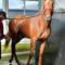 【競馬/桜花賞】大本命に隙なしラッキーライラック100点！！