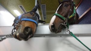 【競馬】[画像] アルアインとダンビュライトが香港行きの飛行機の中でイチャついてる件