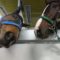 【競馬】[画像] アルアインとダンビュライトが香港行きの飛行機の中でイチャついてる件