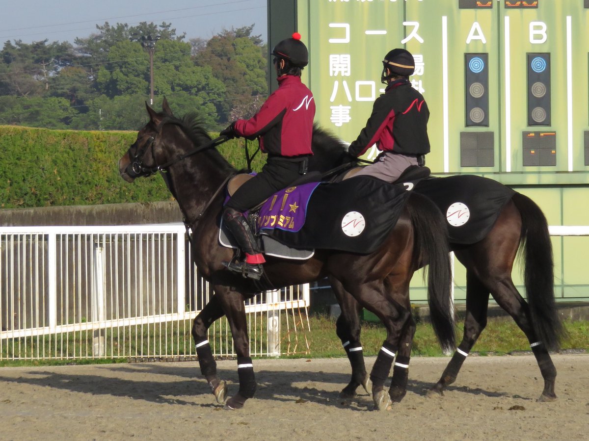 【競馬】ダノンプレミアムさん、未だにキャンター調整のみ