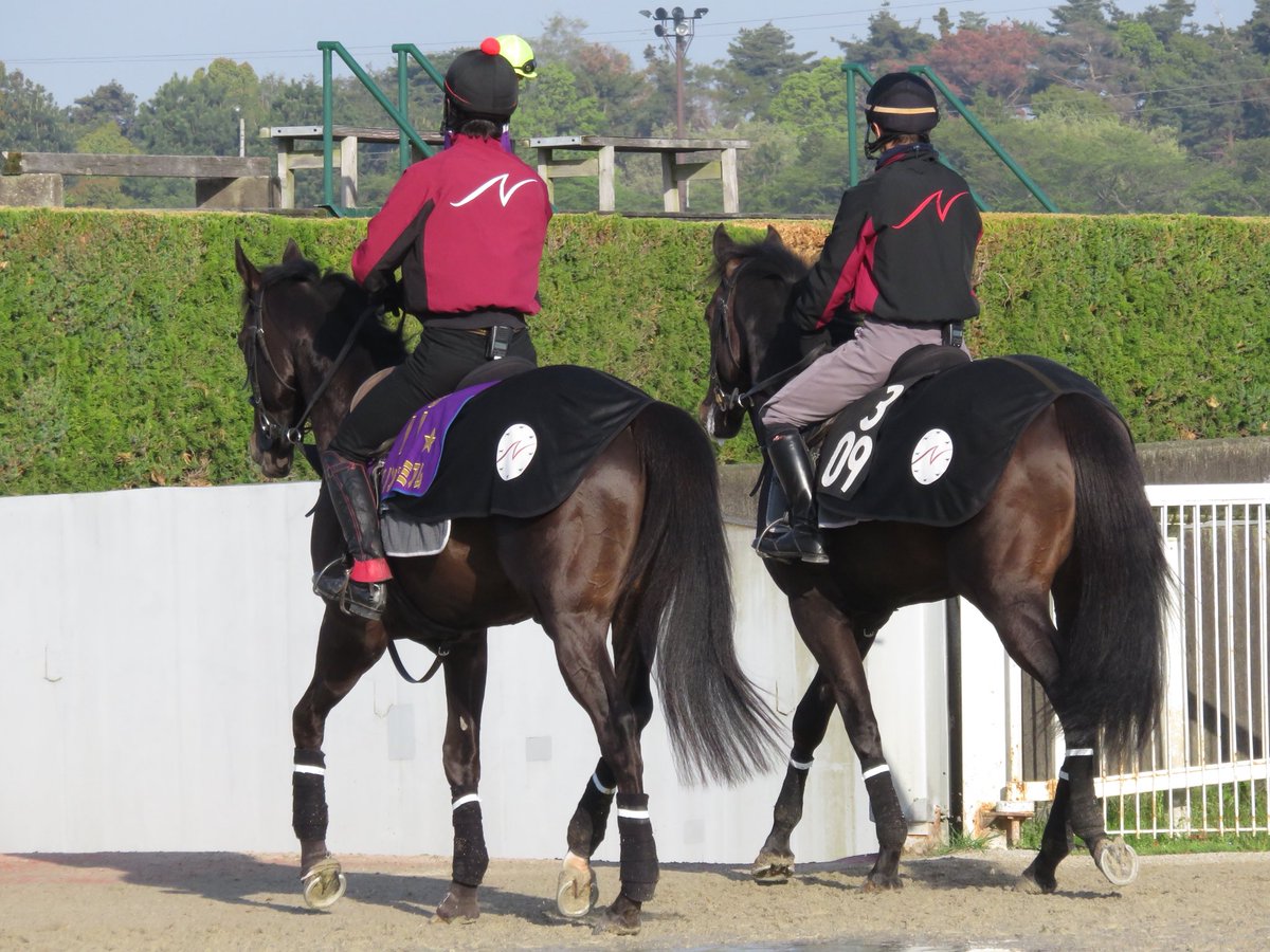 【競馬】ダノンプレミアムさん、未だにキャンター調整のみ